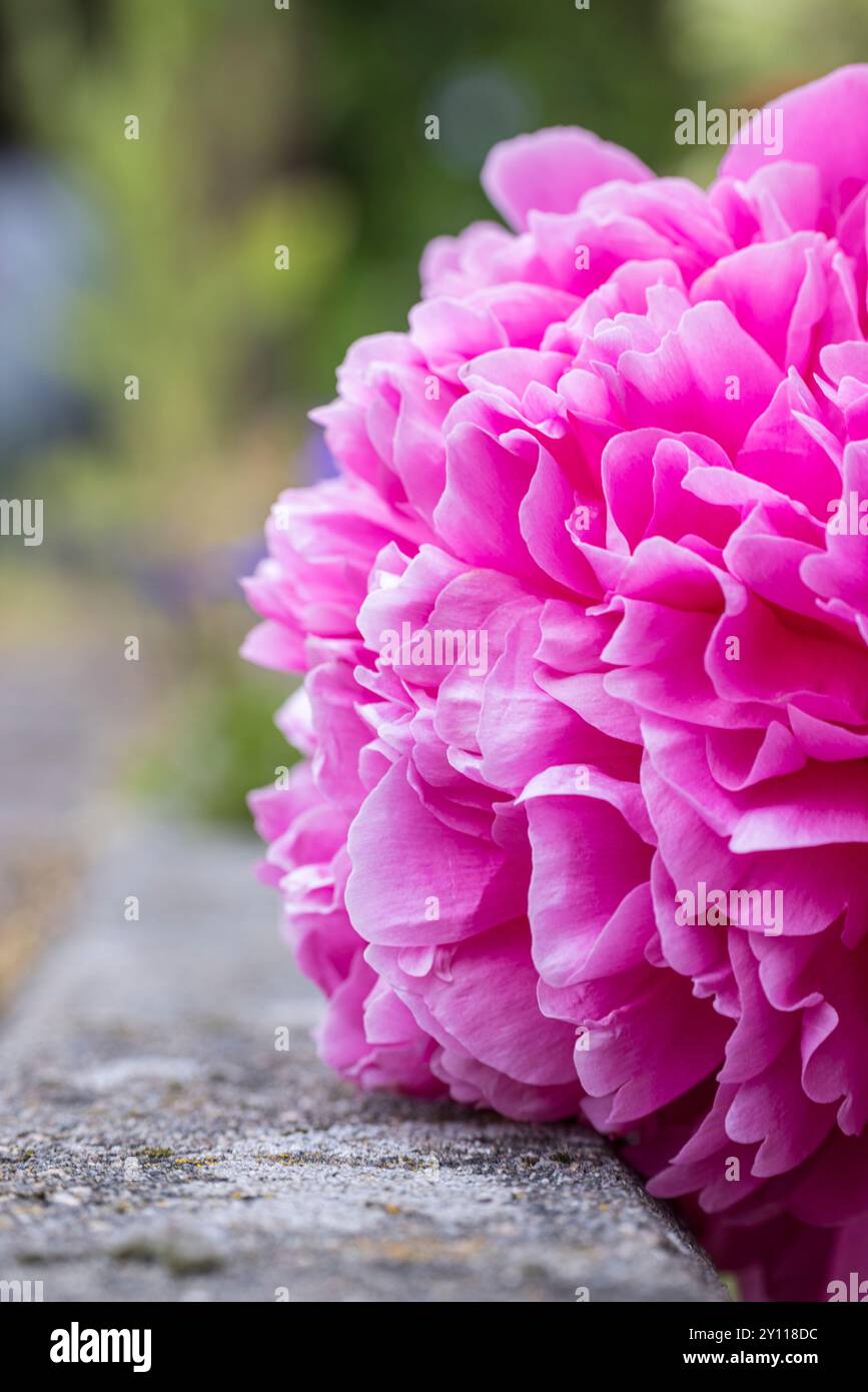 Fleur de pivoine, inflorescence, nature morte de jardin Banque D'Images