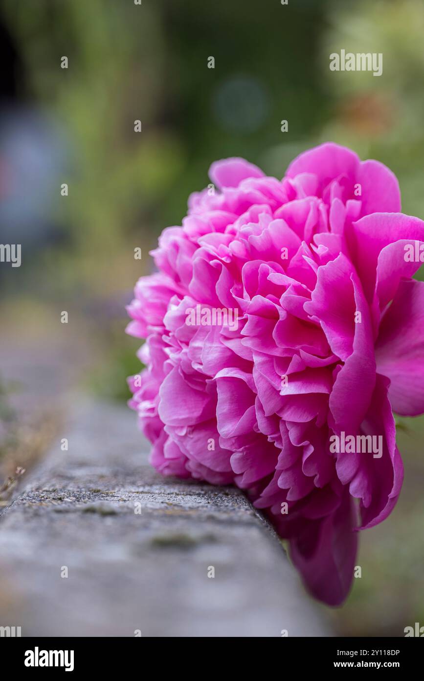 Fleur de pivoine, inflorescence, nature morte de jardin Banque D'Images