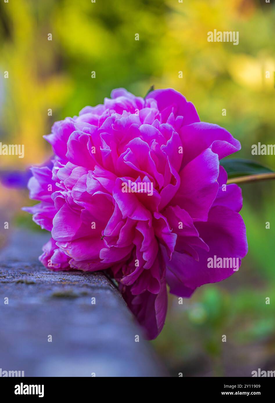 Fleur de pivoine, inflorescence, nature morte de jardin Banque D'Images