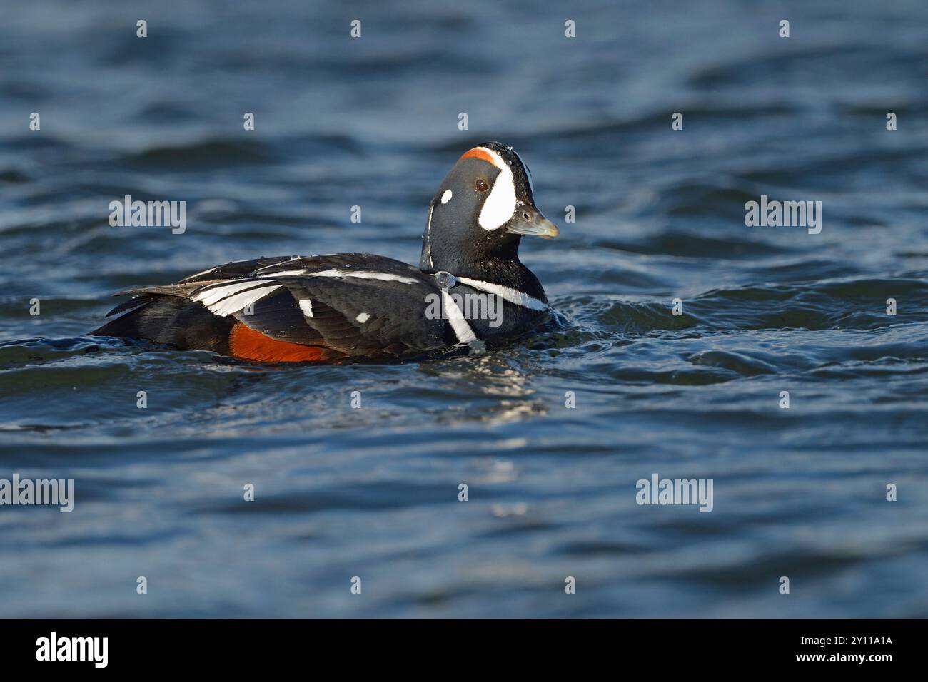 drake (Histrionicus histrionicus) nageant sur la rivière Laxa, Islande Banque D'Images