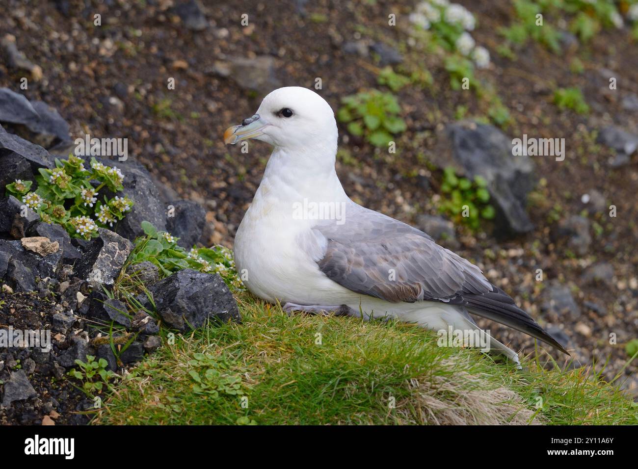 Fulmar septentrional (Fulmarus glacialis) reposant sur un rocher sur la côte nord de la péninsule de Snaefellsnes, Islande Banque D'Images