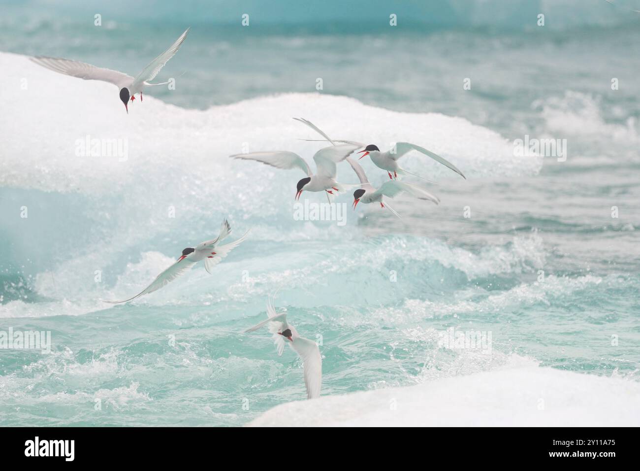 Sternes arctiques (Sterna paradisea) pêchant dans les vagues, Islande Banque D'Images