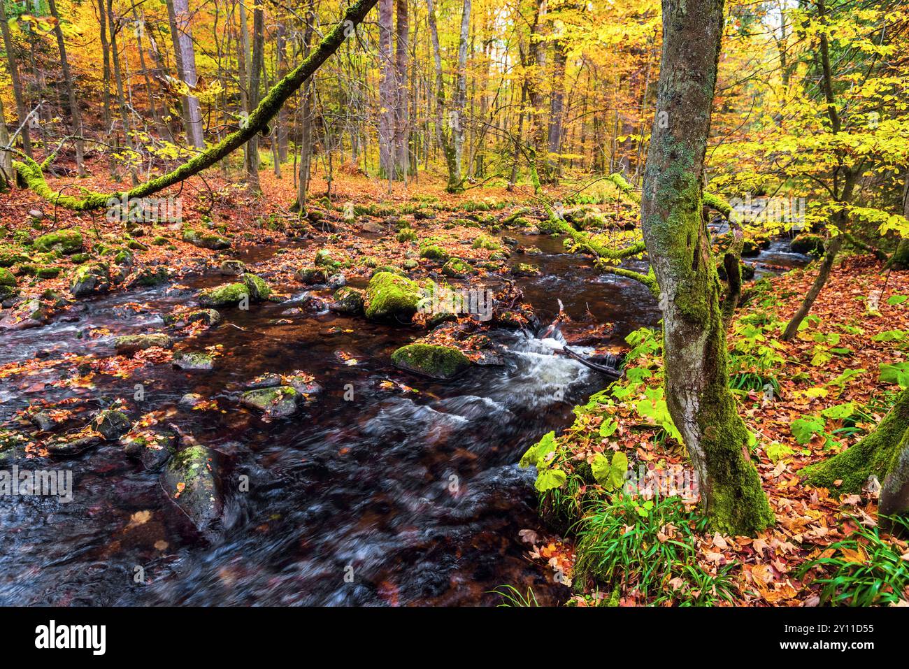 Forêt, eau, rivière, Kalte Bode, Elendstal, Elend, Harz, Saxe-Anhalt, Allemagne, Europe Banque D'Images