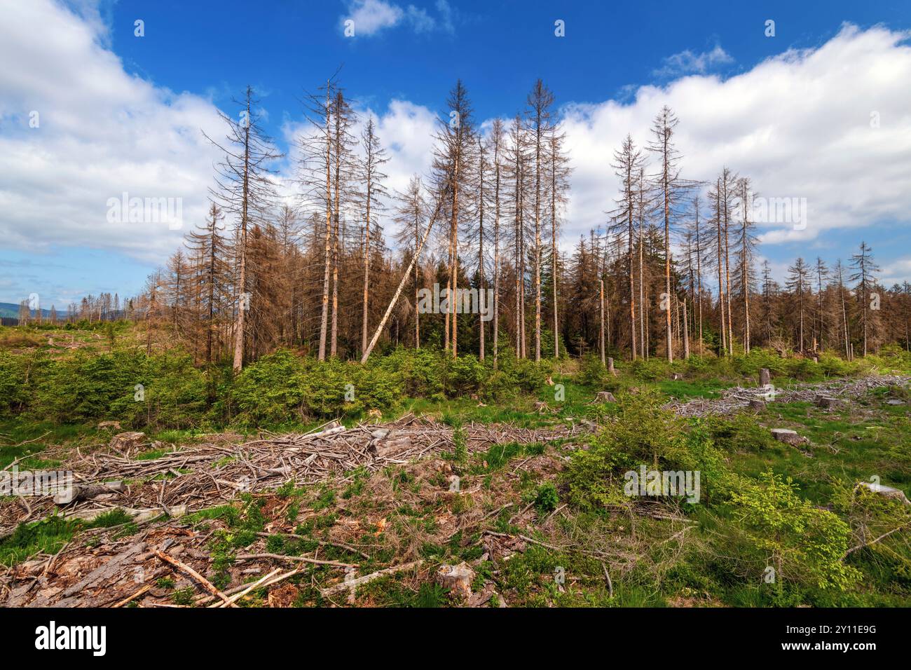 Forêt, dépérissement de forêt, catastrophe naturelle, Brocken, montagne, Harz, Saxe-Anhalt, Allemagne, Europe Banque D'Images