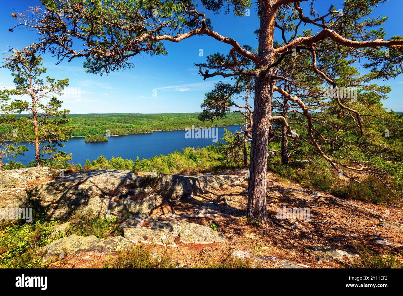 Rivière, lac, vue, forêt, bois, arbre, nature sauvage, Suède, Europe Banque D'Images