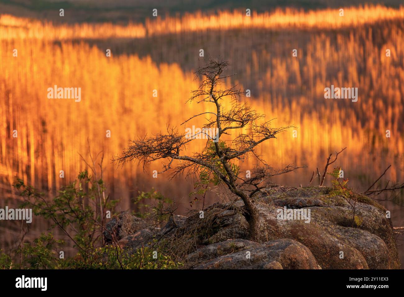 Pin rachitisé, forêt morte, mort d'arbre, catastrophe naturelle, coléoptère de l'écorce, Rabenklippe, Harz, basse-Saxe, Allemagne, Europe Banque D'Images