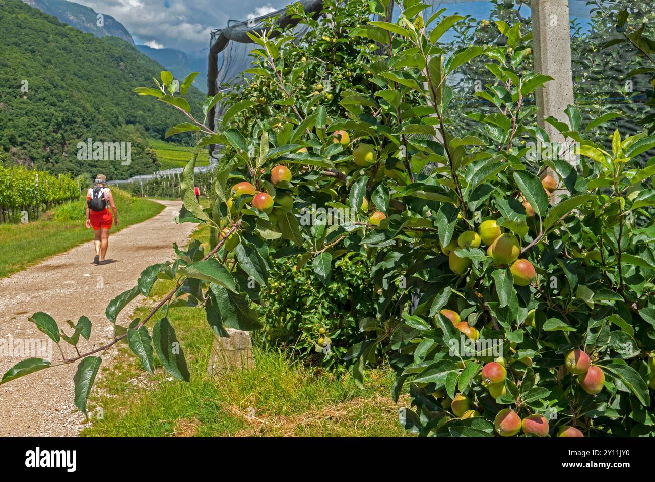 Culture fruitière sur le lac Kaltern, Kaltern, route des vins du Tyrol du Sud, province de Bolzano, Haut-Adige, Tyrol du Sud, Trentin-Haut-Adige, Italie, Italie Banque D'Images