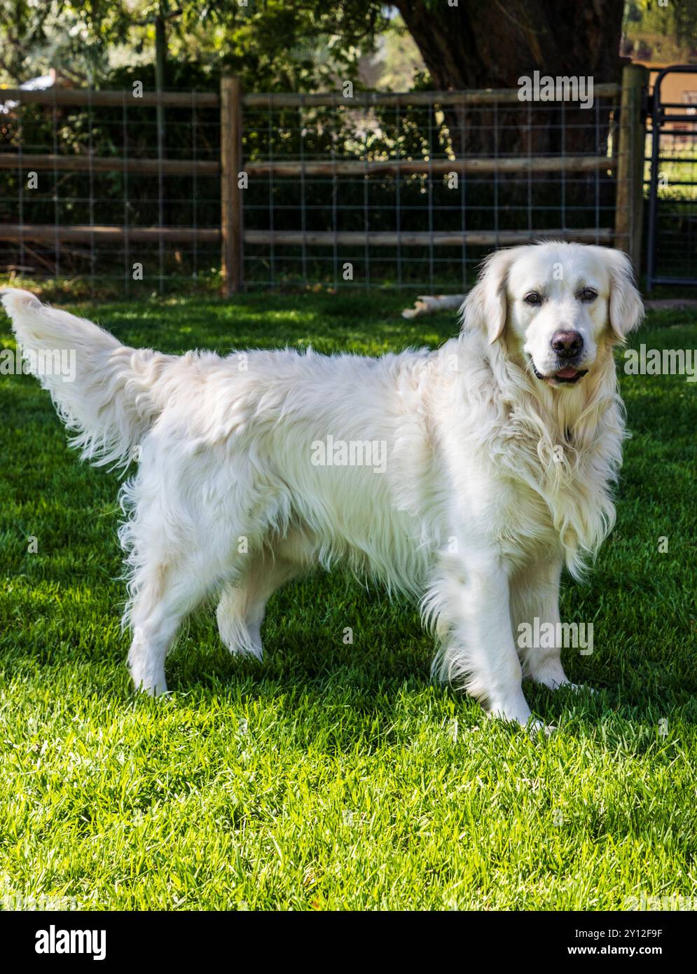 Chien Golden Retriever de couleur platine à l'extérieur dans un champ d'herbe. Banque D'Images