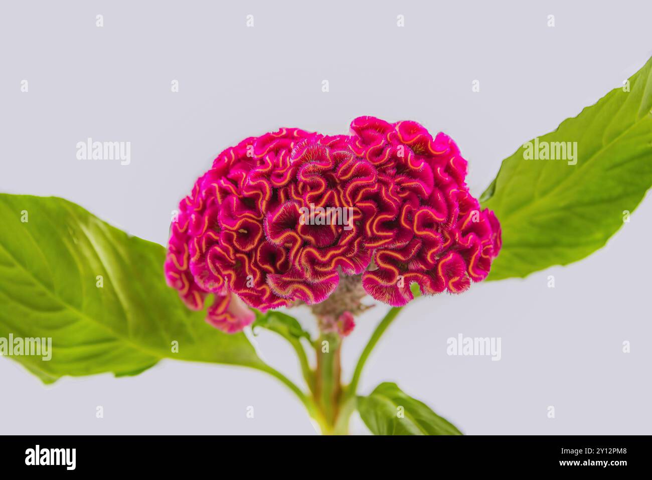 Gros plan de Cockscomb (Celosia argentea var. Cristata) fleur de couleur magenta Banque D'Images