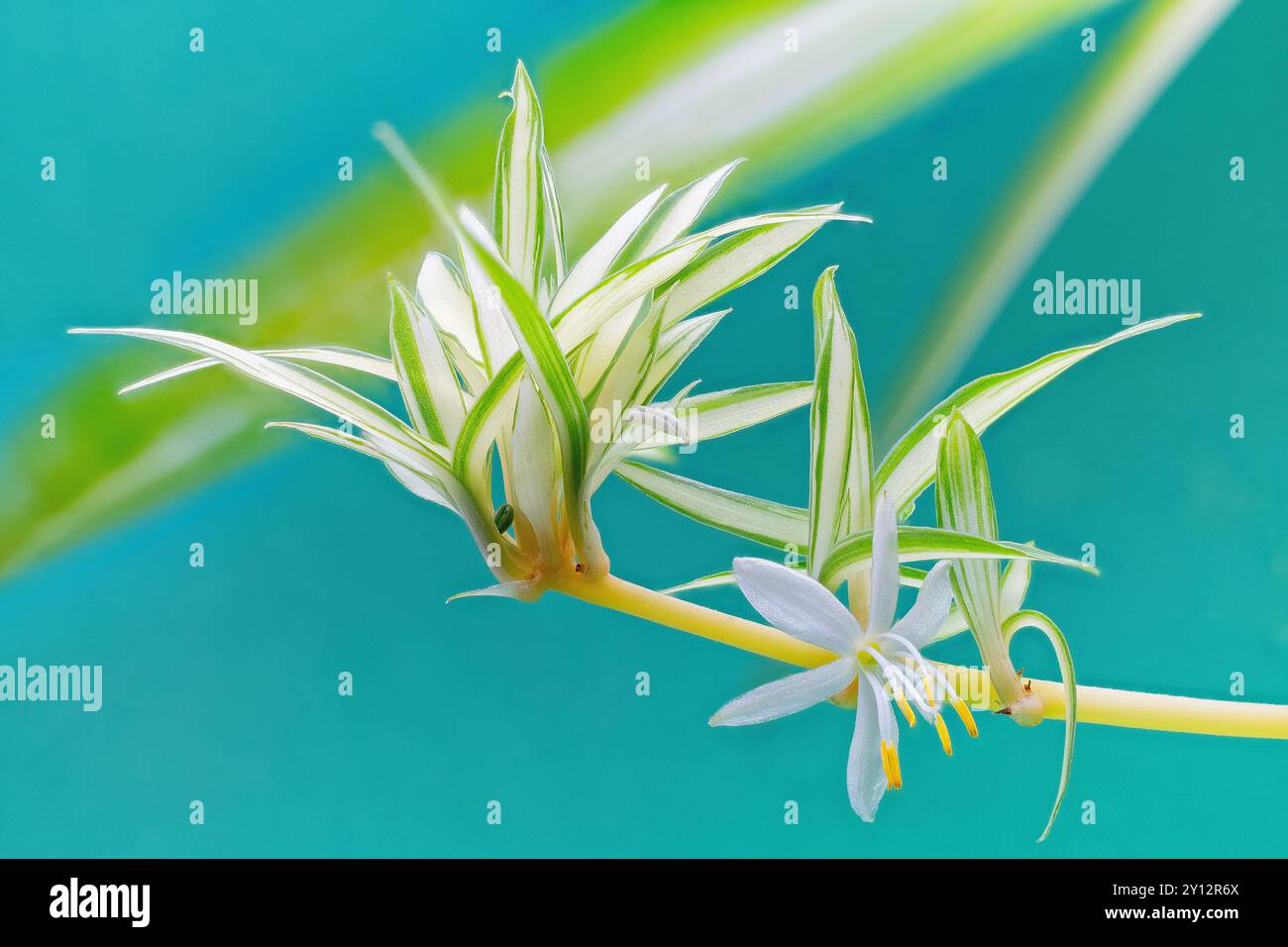 Chlorophytum comosum cv. Vittatum, Asparagacées. Herbe pérenne tubéreuse, pendante, plante ornementale, feuilles panachées. Banque D'Images