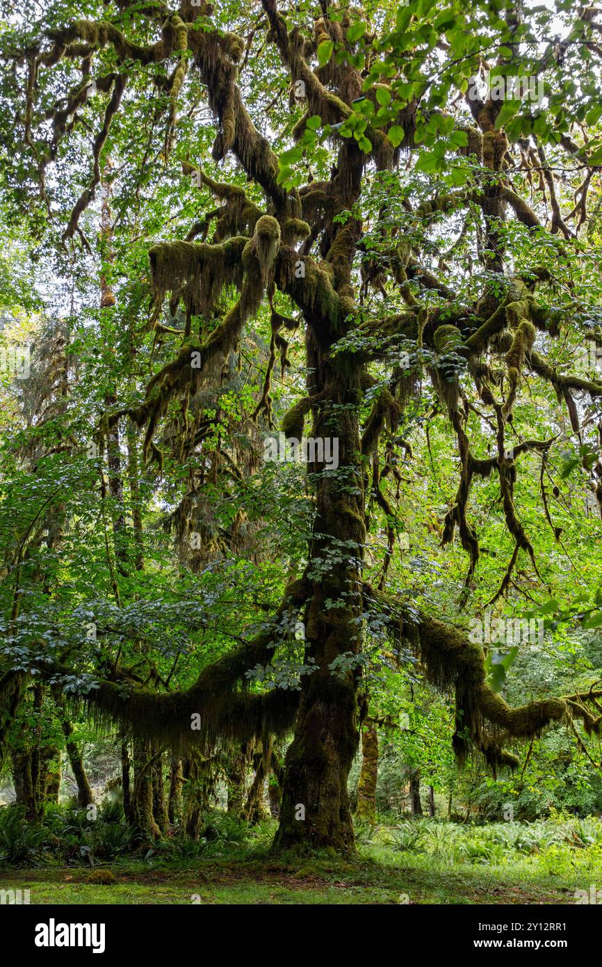 Des arbres couverts de mousse se dressent dans la luxuriante forêt pluviale de Hoh le long du sentier de randonnée Hall of Mosses dans le parc national Olympic, Washington Banque D'Images