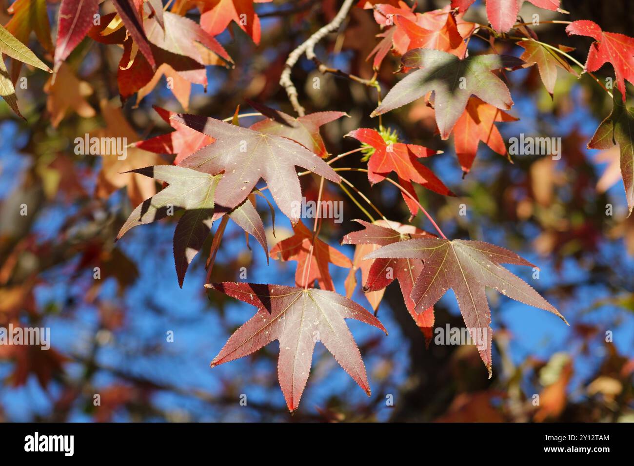 feuilles d'automne sur l'arbre extérieur Banque D'Images