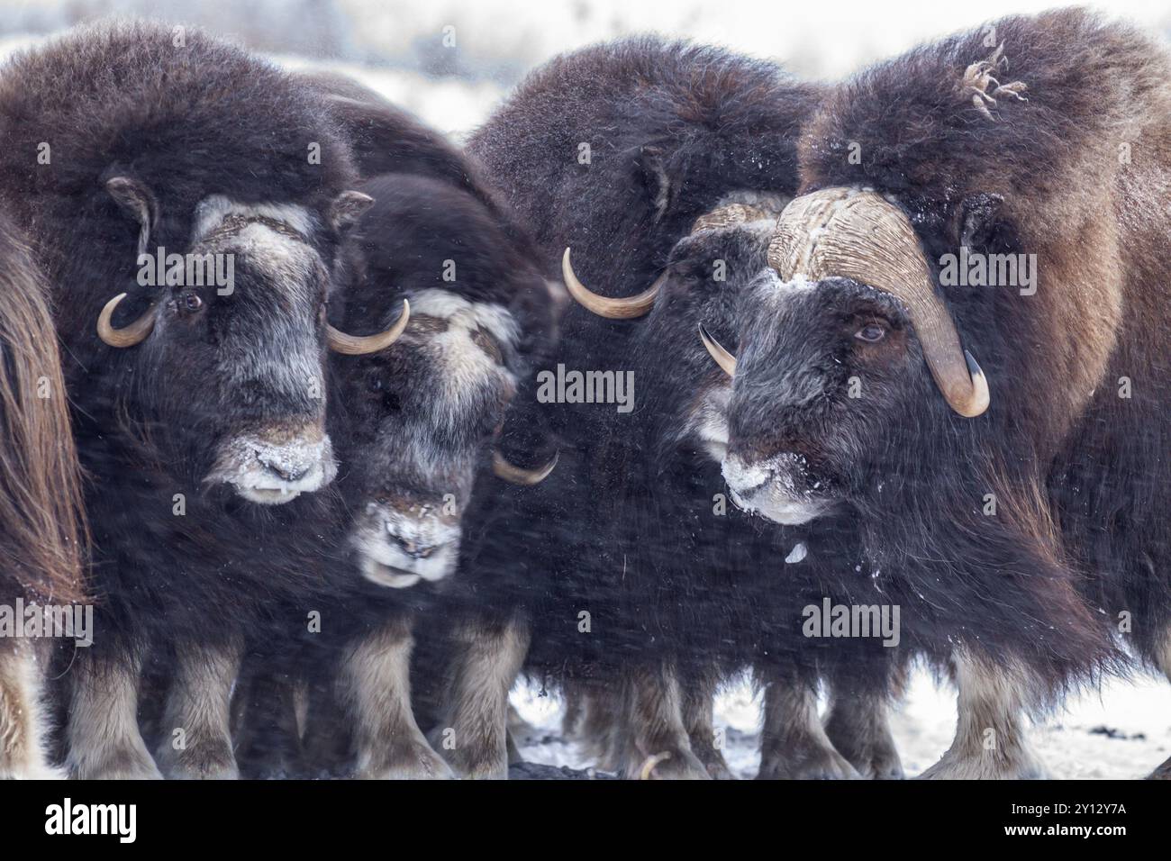 Boeufs musqués (Ovibos moschatus), troupeau dans une tempête de neige, debout, portrait, versant nord, Alaska, États-Unis, Amérique du Nord Banque D'Images