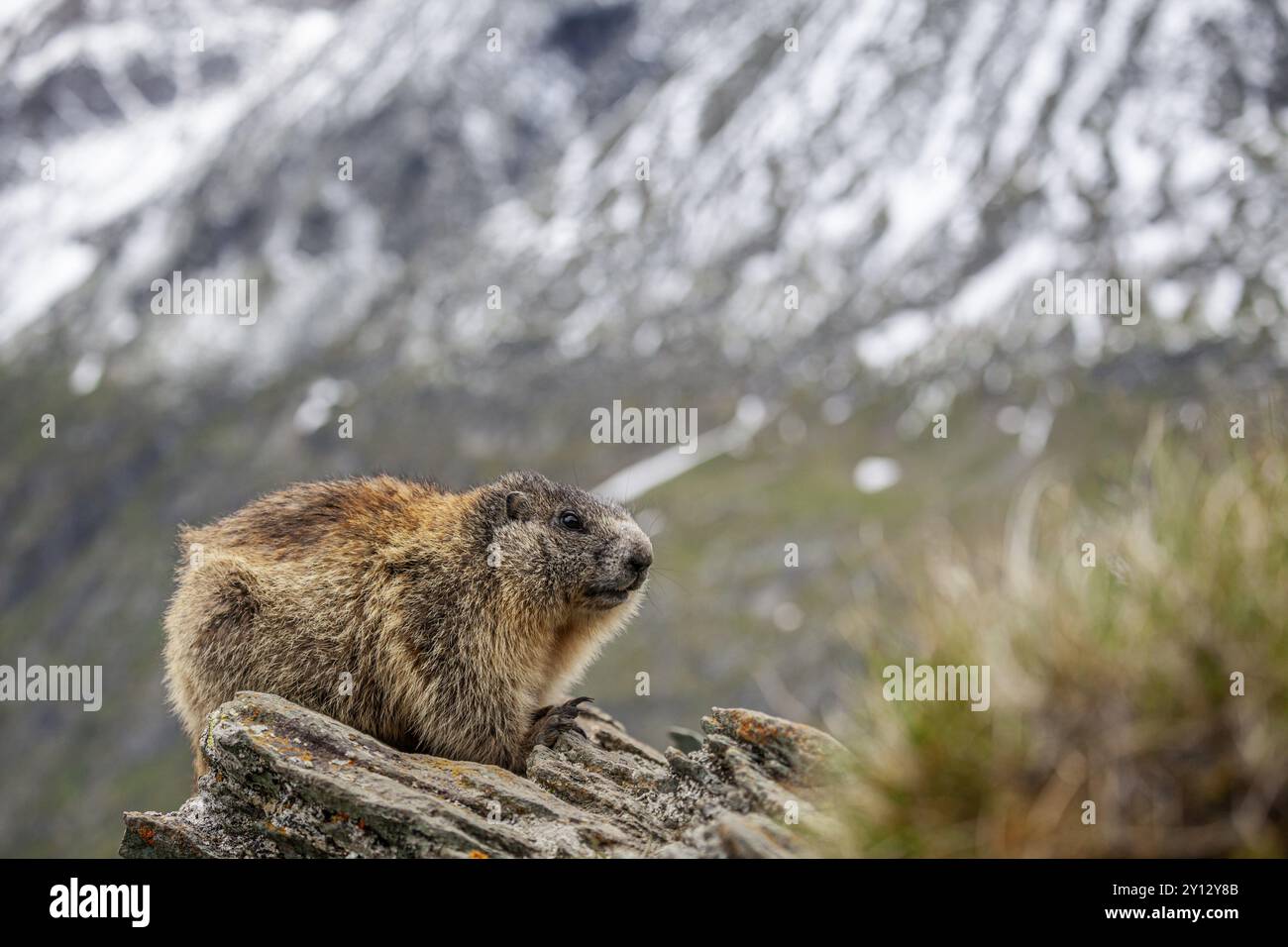 Marmotte (Marmota marmota) assise sur des rochers en face des montagnes, Grossglockner High Alpine Road, Parc National Hohe Tauern, Autriche, Europe Banque D'Images