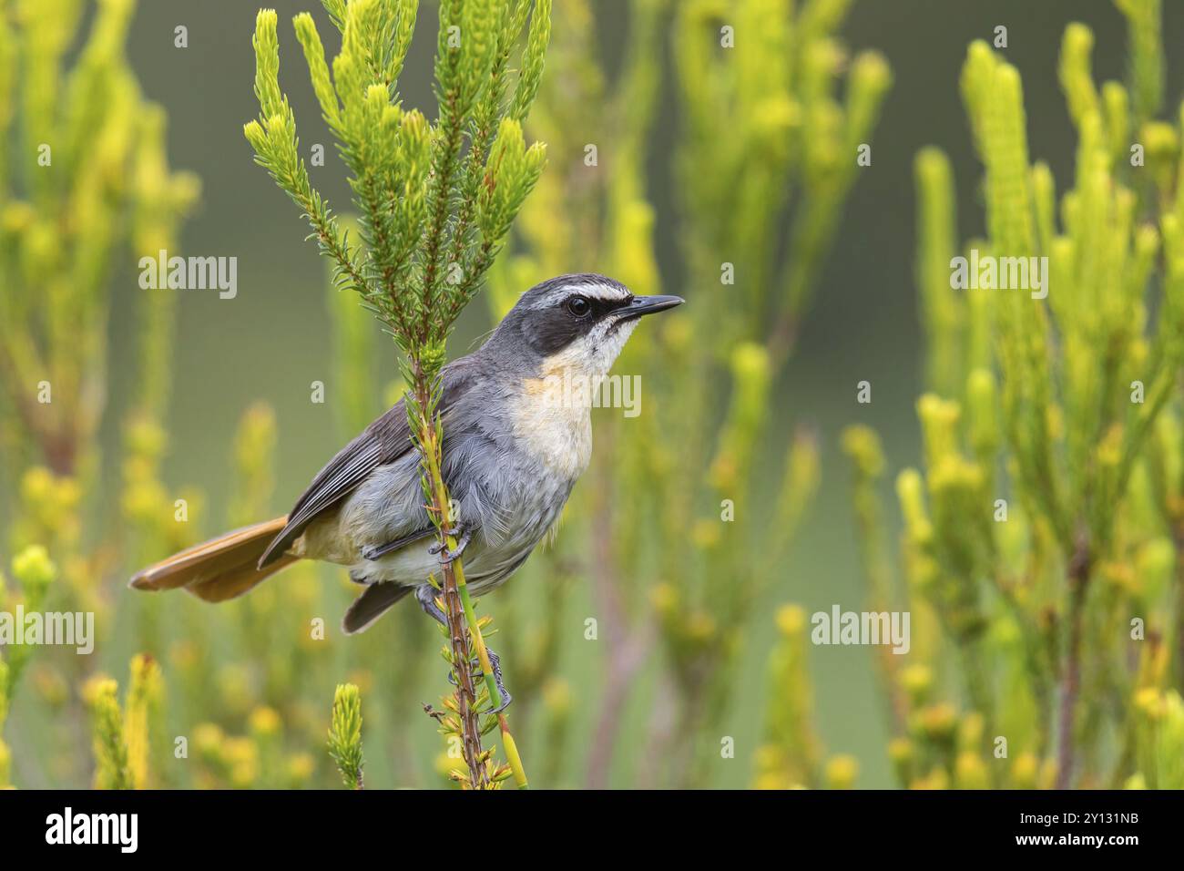 Cossypha caffra, family of flycatchers, Underberg alentours, Underberg, KwaZulu-Natal, Afrique du Sud, Afrique Banque D'Images