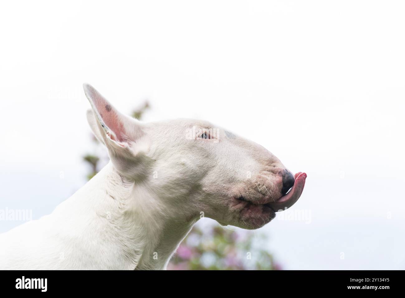 Chien blanc Bull terrier sortant la langue du portrait drôle Banque D'Images