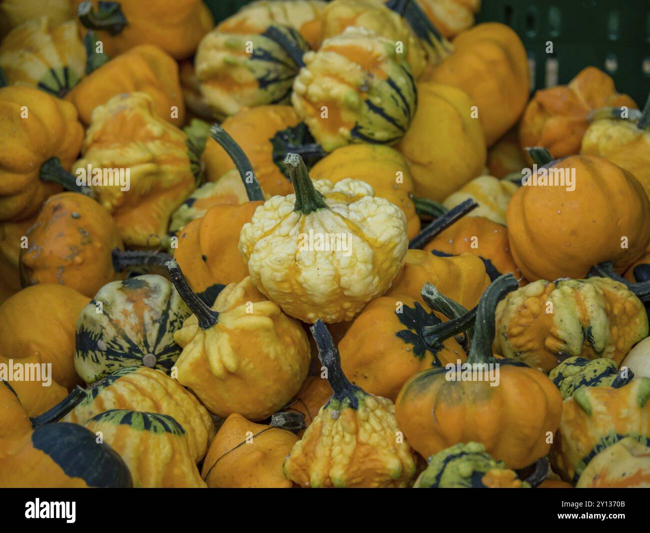 Gros plan de différentes citrouilles colorées de différentes formes et tailles, borken, muensterland, allemagne Banque D'Images