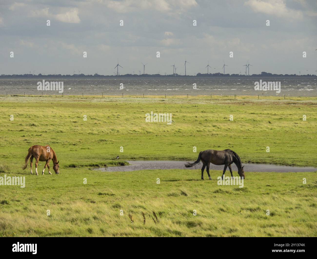 Deux chevaux qui paissent sur une prairie verte, avec des éoliennes et la mer en arrière-plan, spiekeroog, frise orientale, mer du Nord, allemagne Banque D'Images