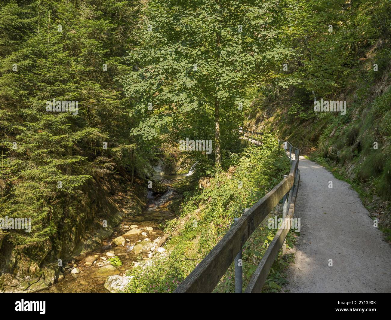 Un étroit chemin forestier avec des balustrades en bois longe un petit ruisseau, entouré de feuillage dense, Forêt Noire, Bade-Wuertemberg, Allemagne, Europe Banque D'Images