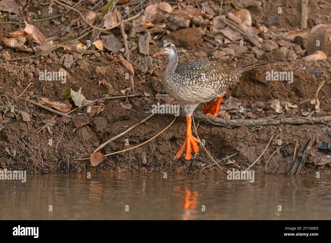 African Finfoot, River Gambia, Wassadou, Sénégal, mars 2024 Banque D'Images