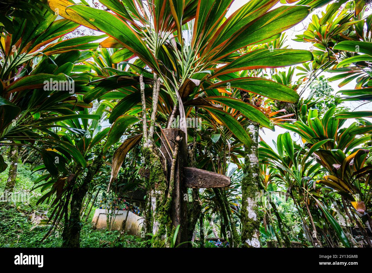 Croix végétale syncrétique cérémonielle, cimetière de la Taña, région de Reyna, département d'Uspantan, Guatemala, Amérique centrale. Banque D'Images