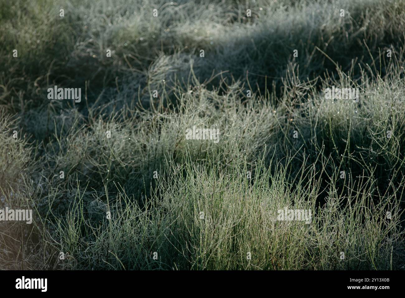 Les premières gelées. Herbe verte recouverte de givre après un coup de froid nocturne. Banque D'Images