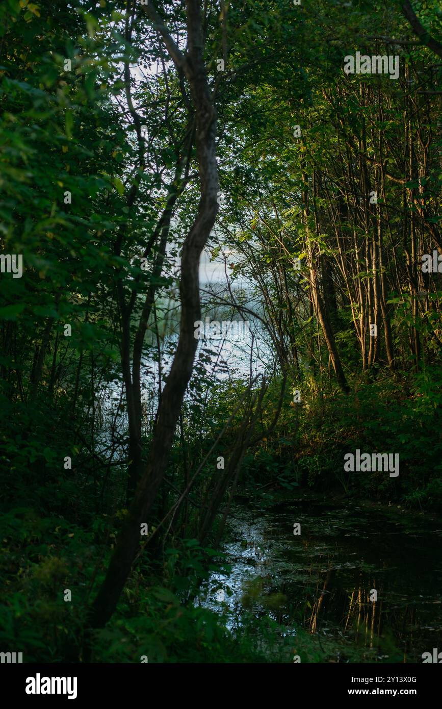 Un étroit canal fluvial passant à travers des fourrés denses de saule. Banque D'Images