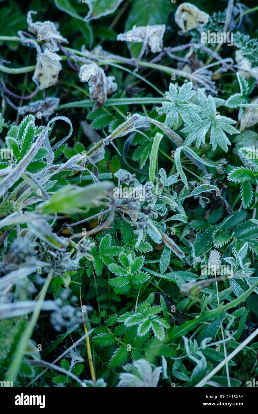 Les premières gelées. Herbe verte recouverte de givre après un coup de froid nocturne. Banque D'Images