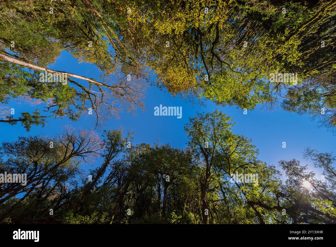 Blue Sky vu entre les cimes des arbres dans une forêt luxuriante Banque D'Images