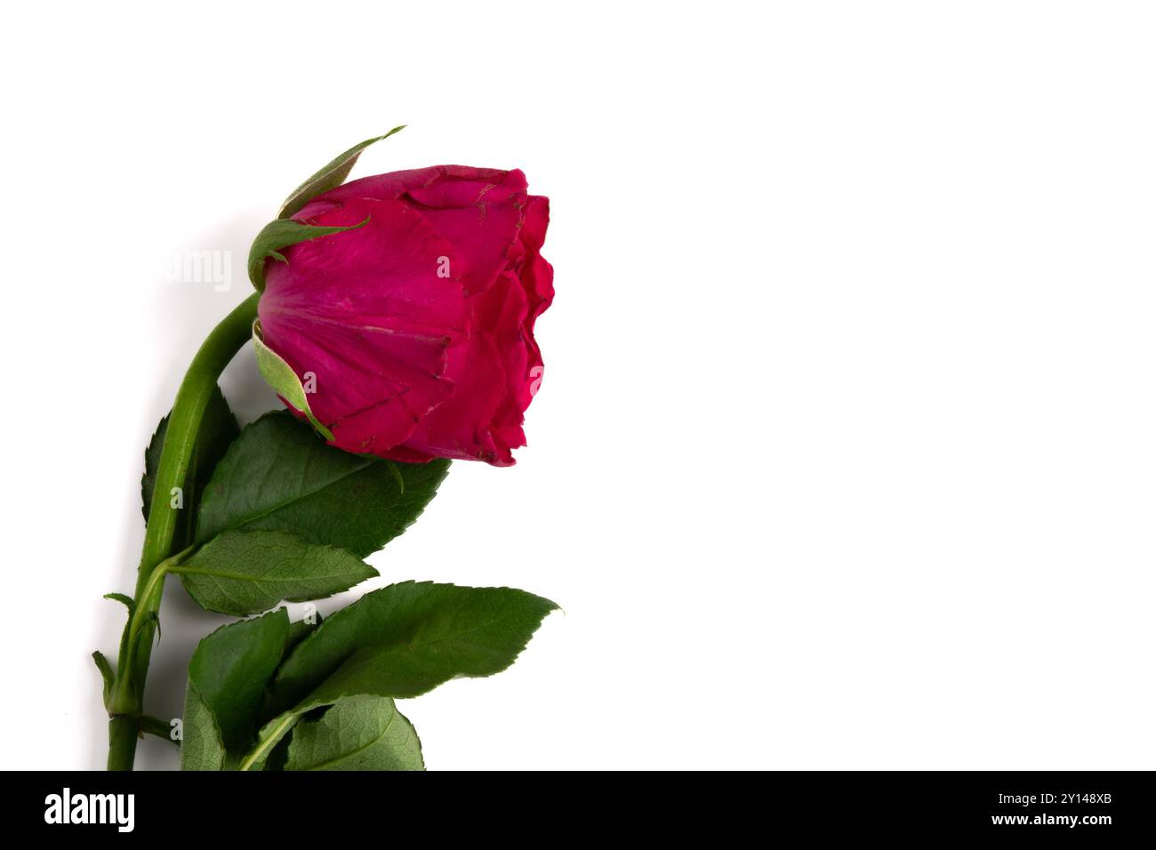 Une rose solitaire qui a commencé à flétrir sont présents sur un fond blanc propre. Le sentiment de l'image sont la solitude et la tristesse Banque D'Images