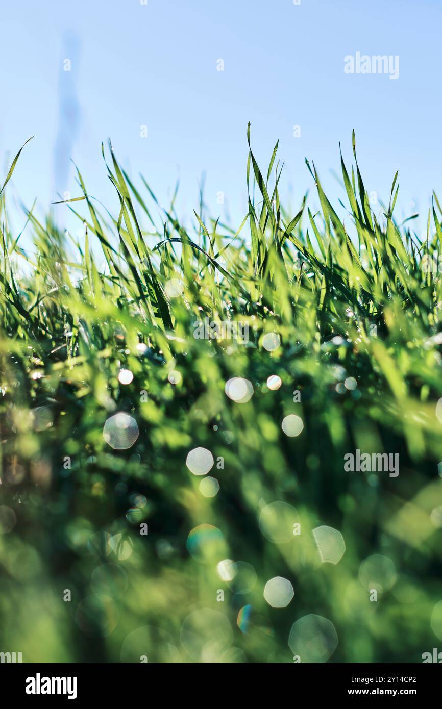 Un gros plan de brins d'herbe verte couverts de rosée matinale, illuminés par la lumière du soleil sous un ciel bleu clair dans la vallée d'Allin, Navarre, Espagne. Banque D'Images