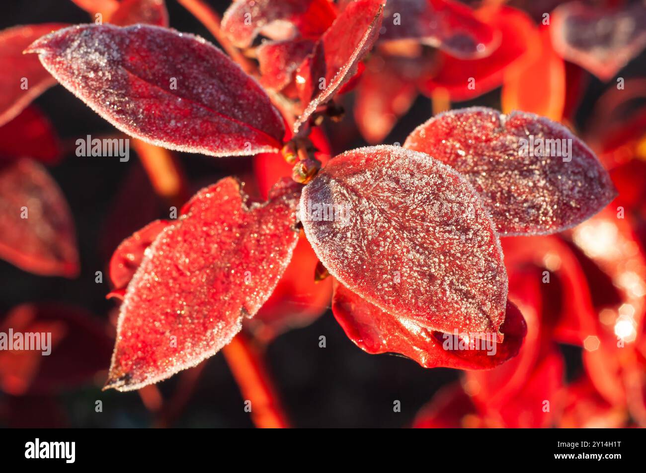 Feuilles de bleuet couvertes de givre avec des teintes rouges vives, signalant le début de l'automne. Banque D'Images