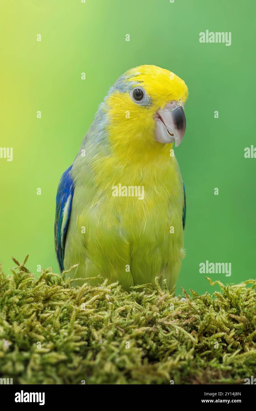 Parrotlet à face jaune Forpus xanthops Banque D'Images