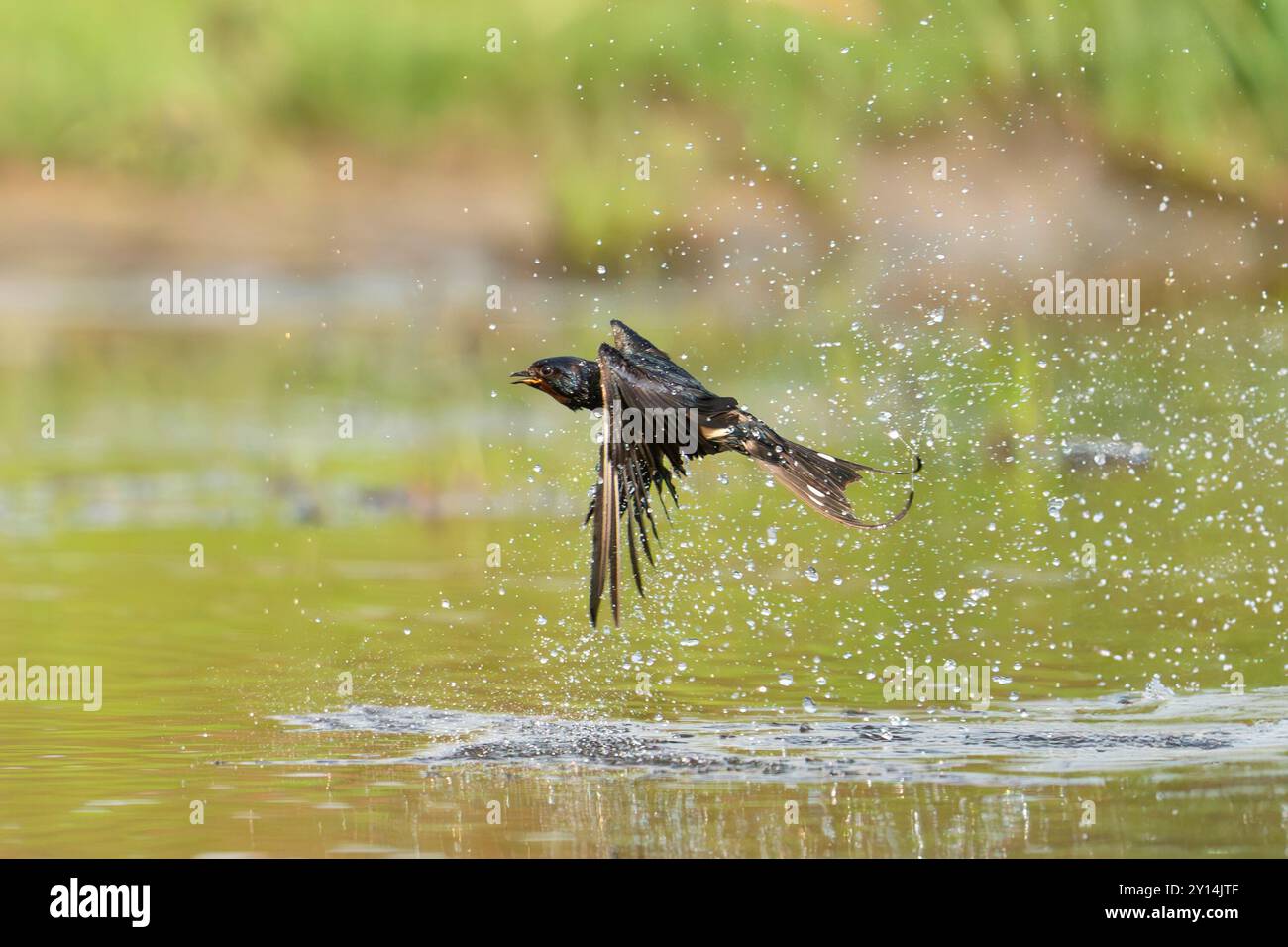 Hirondelle de grange, Hirundo rustica Banque D'Images