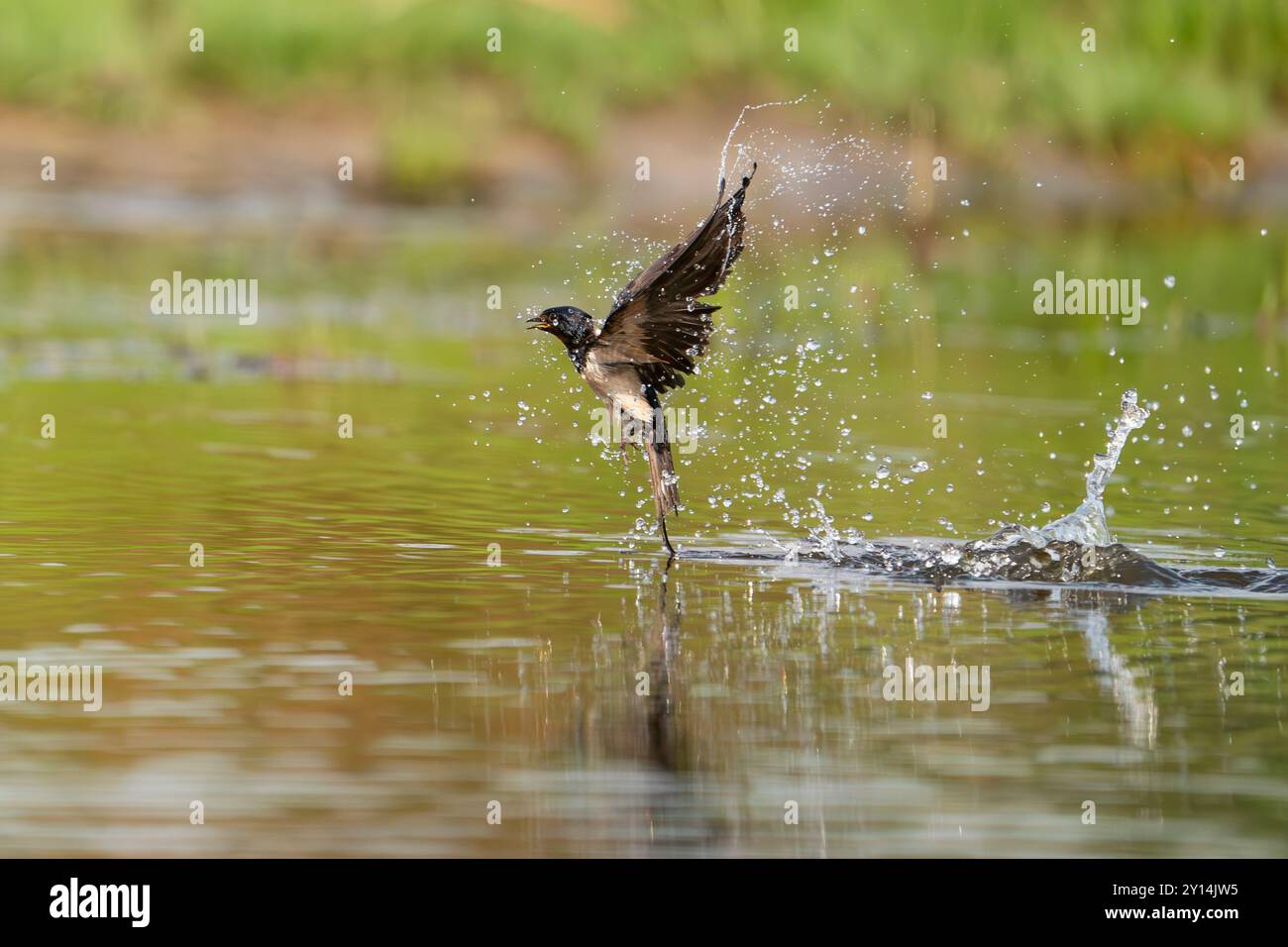 Hirondelle de grange, Hirundo rustica Banque D'Images