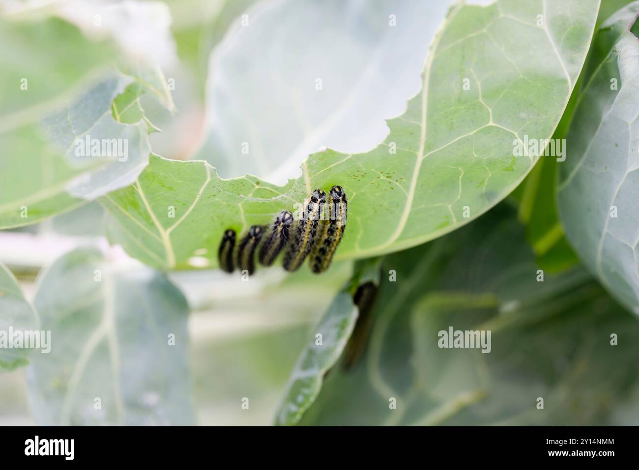 Failling pour protéger les plantes de Brassica du papillon blanc chou en utilisant un filet où la maille n'est pas assez fine. Banque D'Images