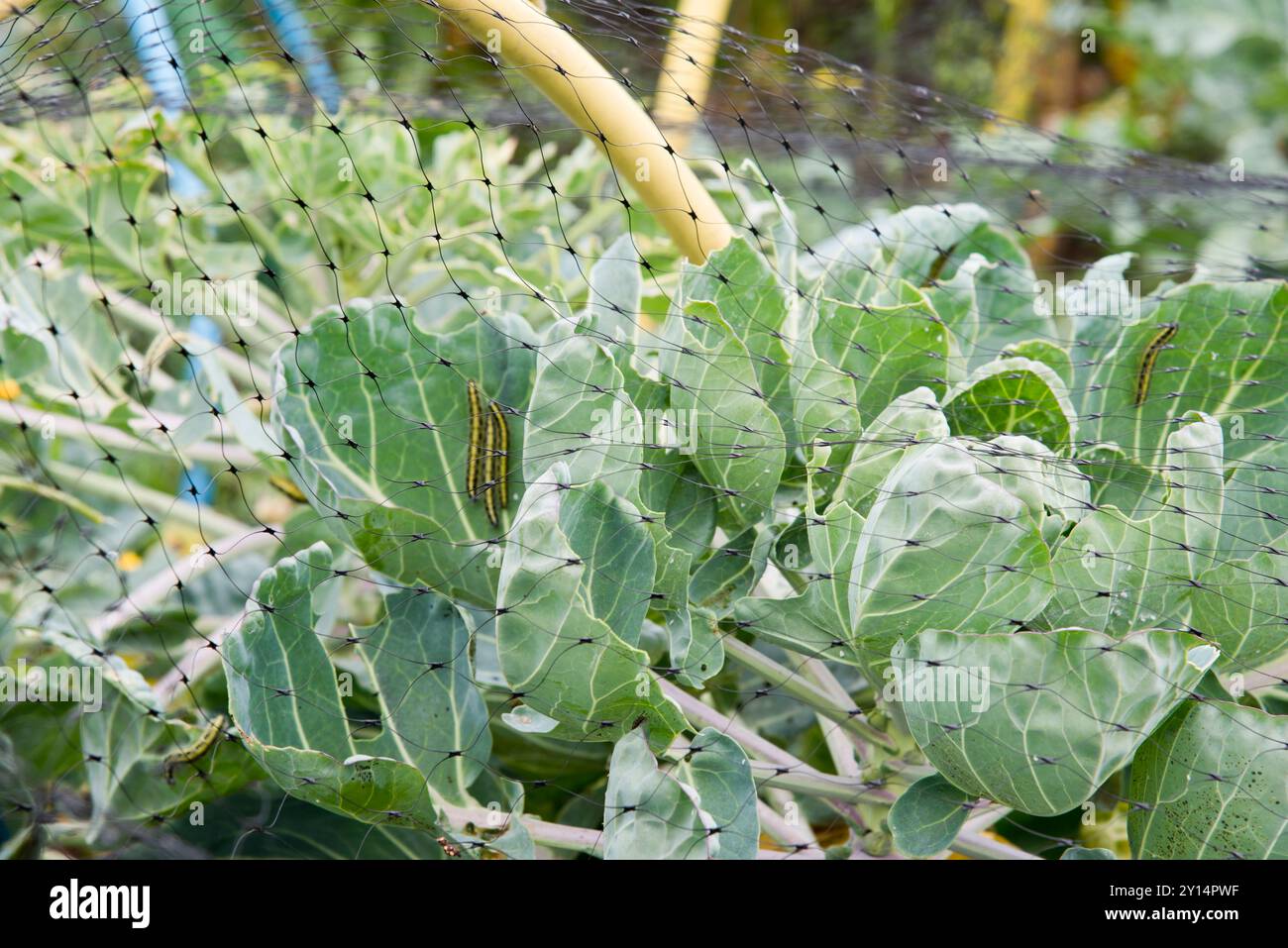 Failling pour protéger les plantes de Brassica du papillon blanc chou en utilisant un filet où la maille n'est pas assez fine. Banque D'Images