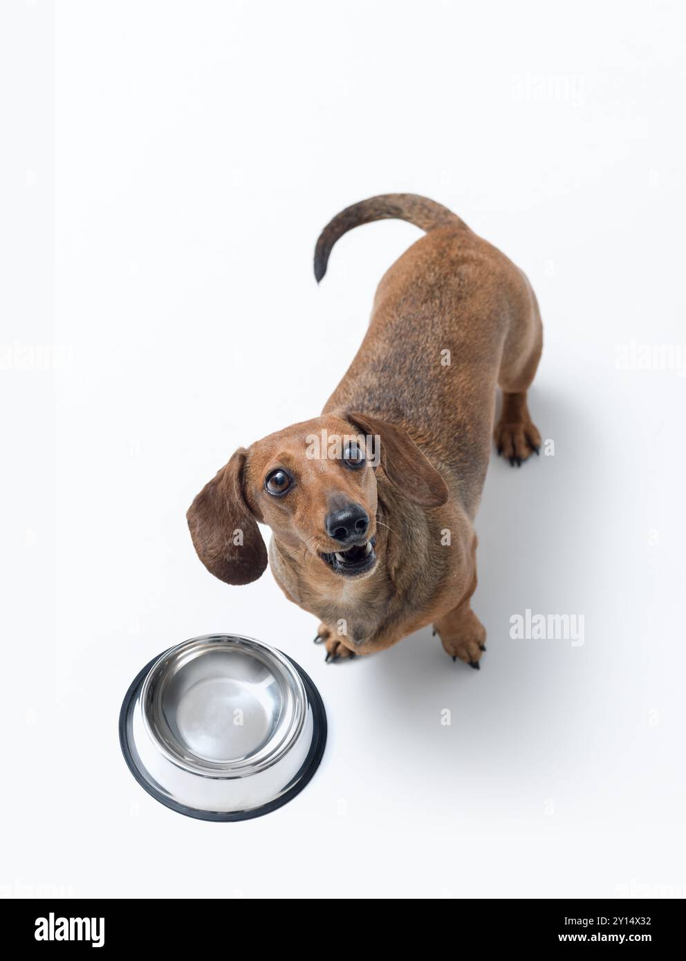 Affamé Teckel mignon attendant de la nourriture, il pose à côté d'un bol vide et regarde son propriétaire Banque D'Images