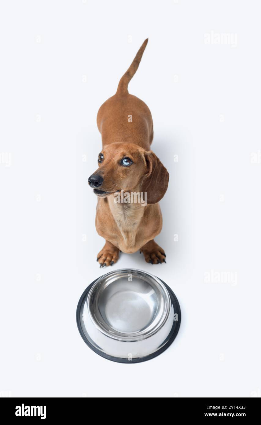 Affamé Teckel mignon attendant de la nourriture, il pose à côté d'un bol vide et regarde son propriétaire Banque D'Images