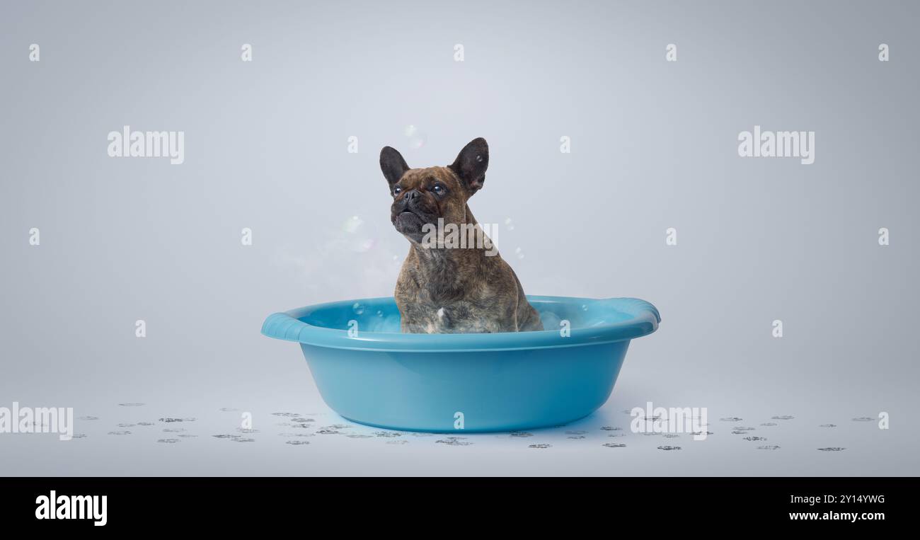 Bouledogue français drôle assis dans un bassin en plastique et prenant un bain, soin des animaux et concept d'hygiène, espace de copie Banque D'Images