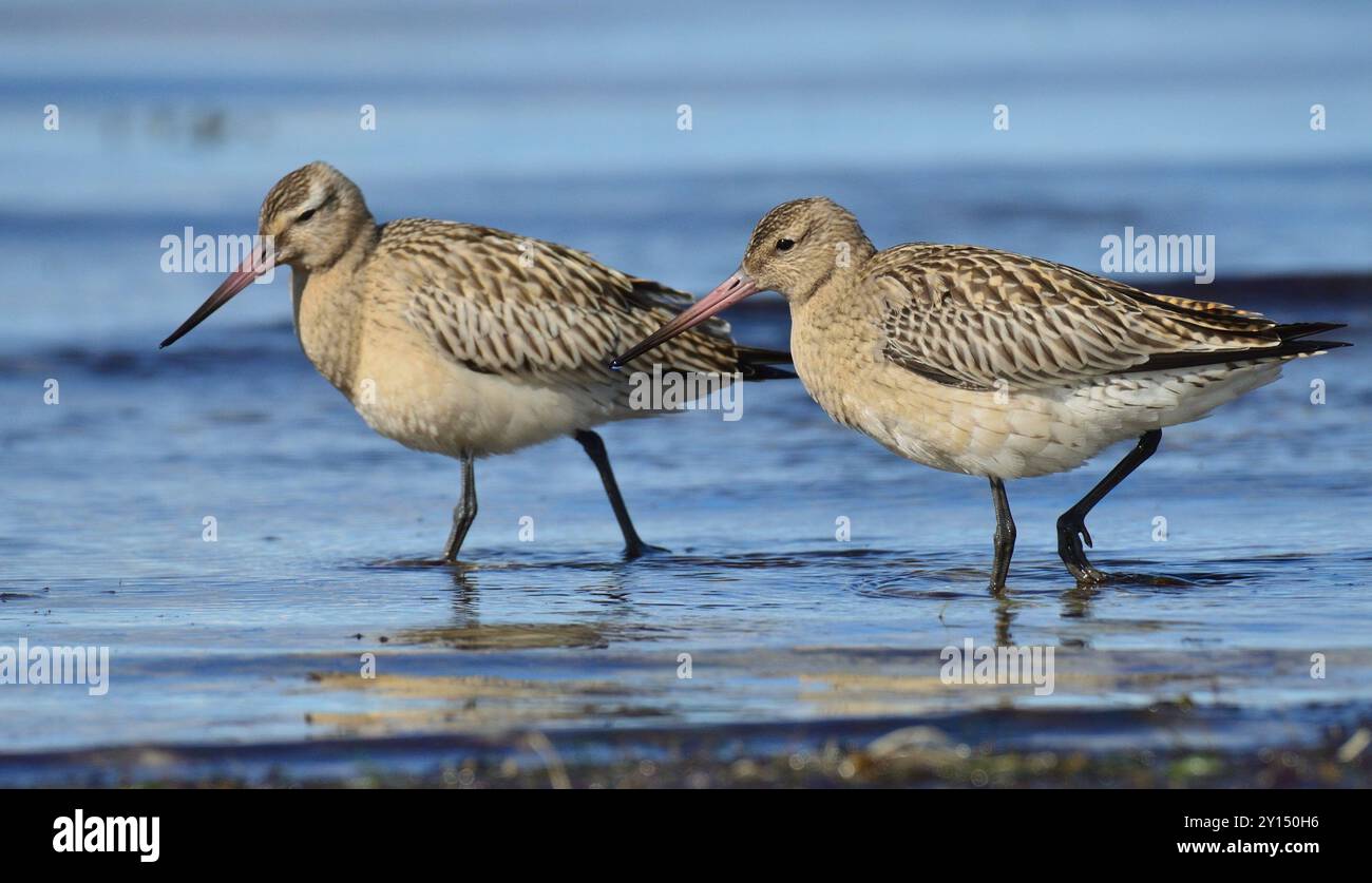 Paire de godwits à queue de barre marchant dans l'eau Banque D'Images