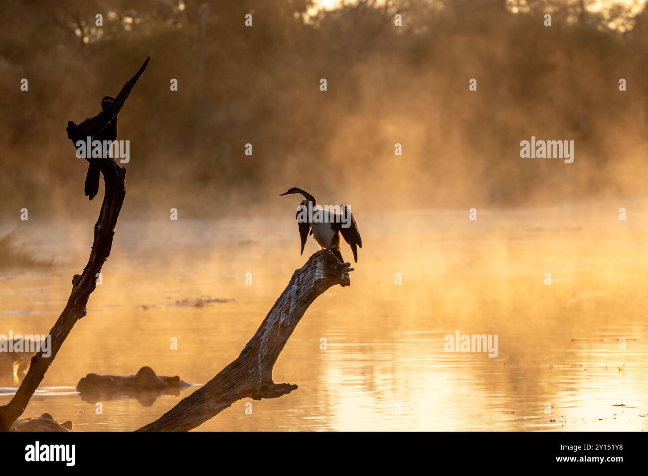 Afrique du Sud, parc national Kruger, oiseaux aquatiques africains sur un arbre au lac Panic tôt le matin Banque D'Images