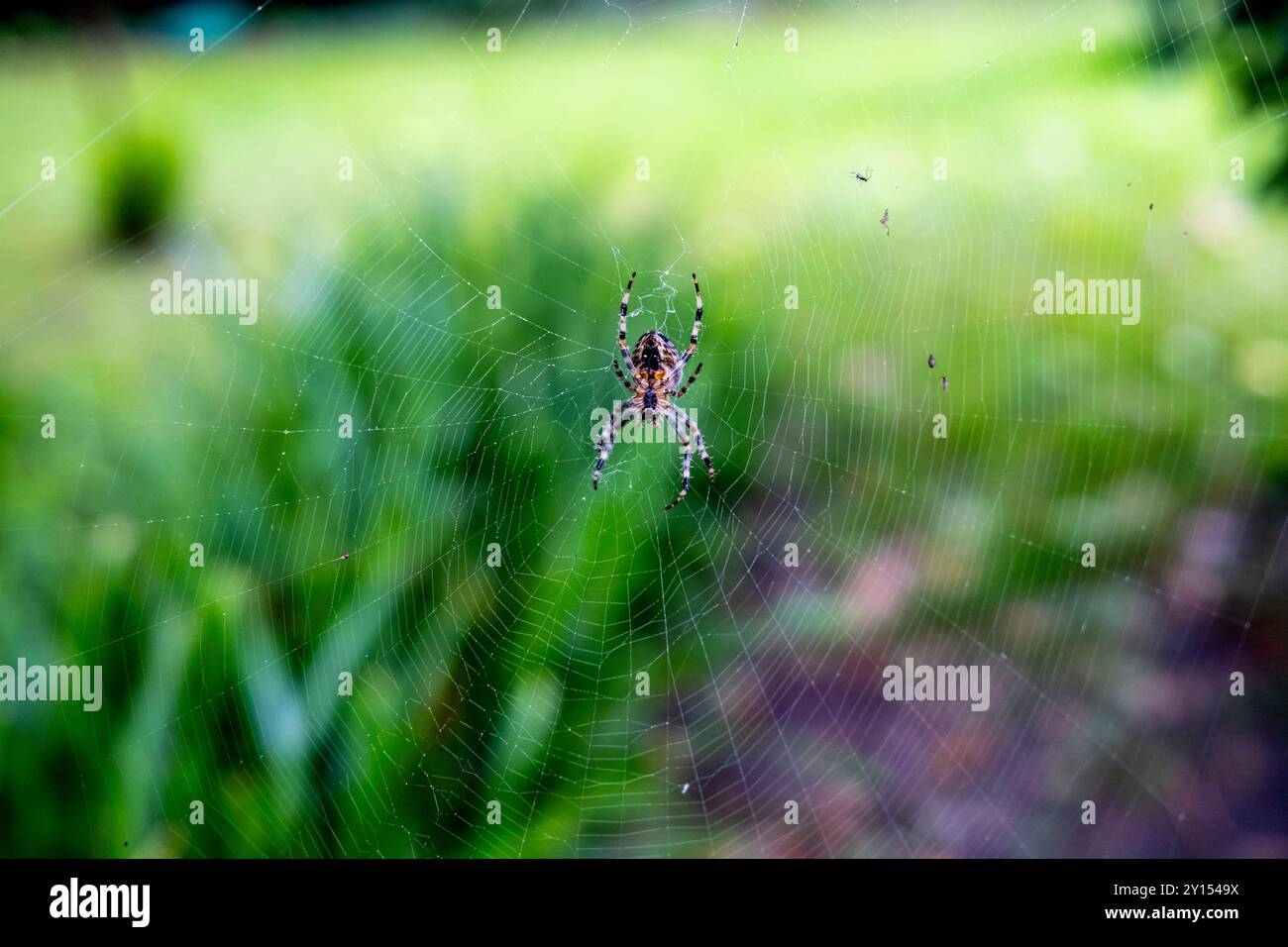 European Garden Spider, Lewes, East Sussex, Royaume-Uni. Banque D'Images