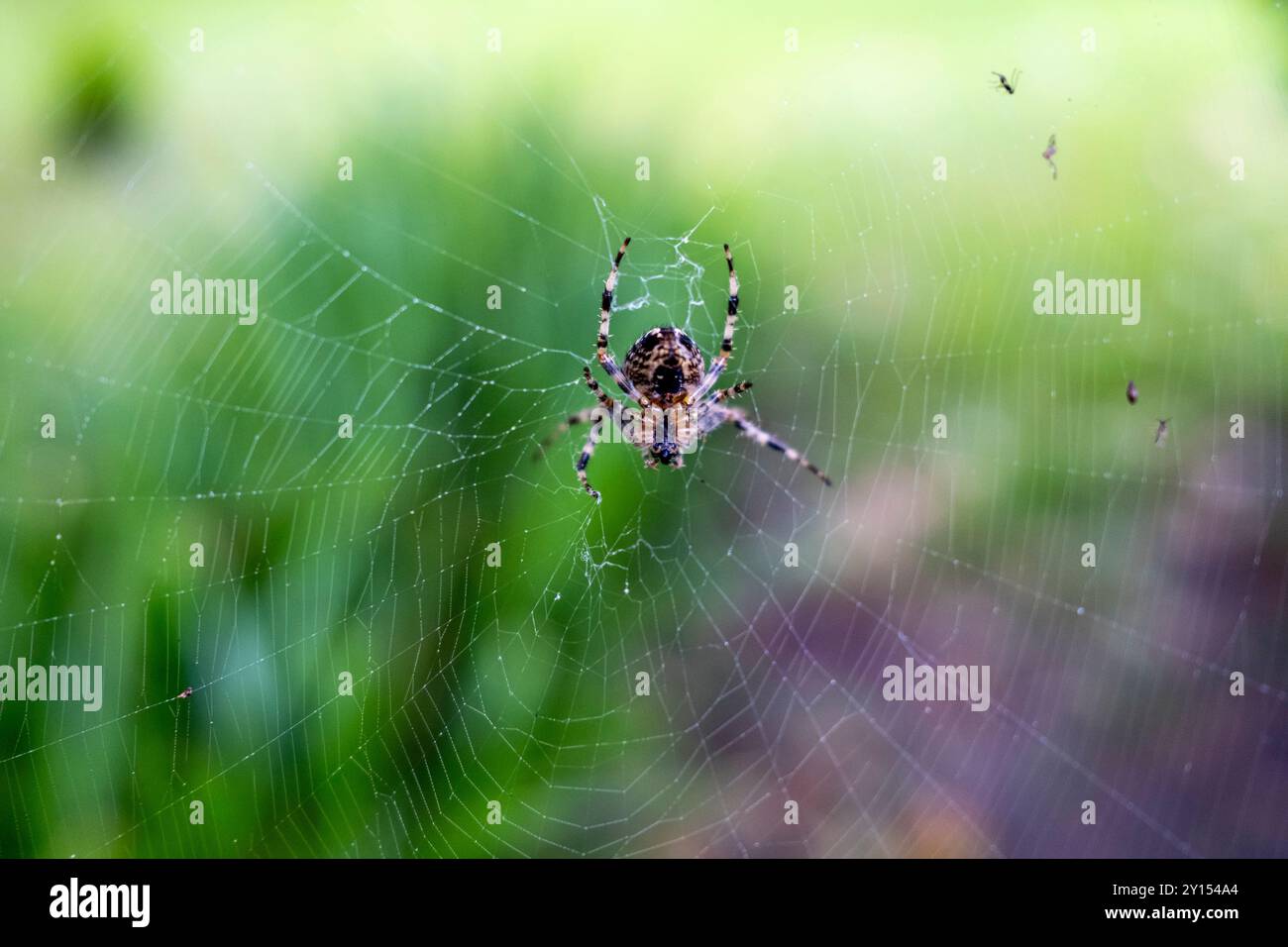 European Garden Spider, Lewes, East Sussex, Royaume-Uni. Banque D'Images