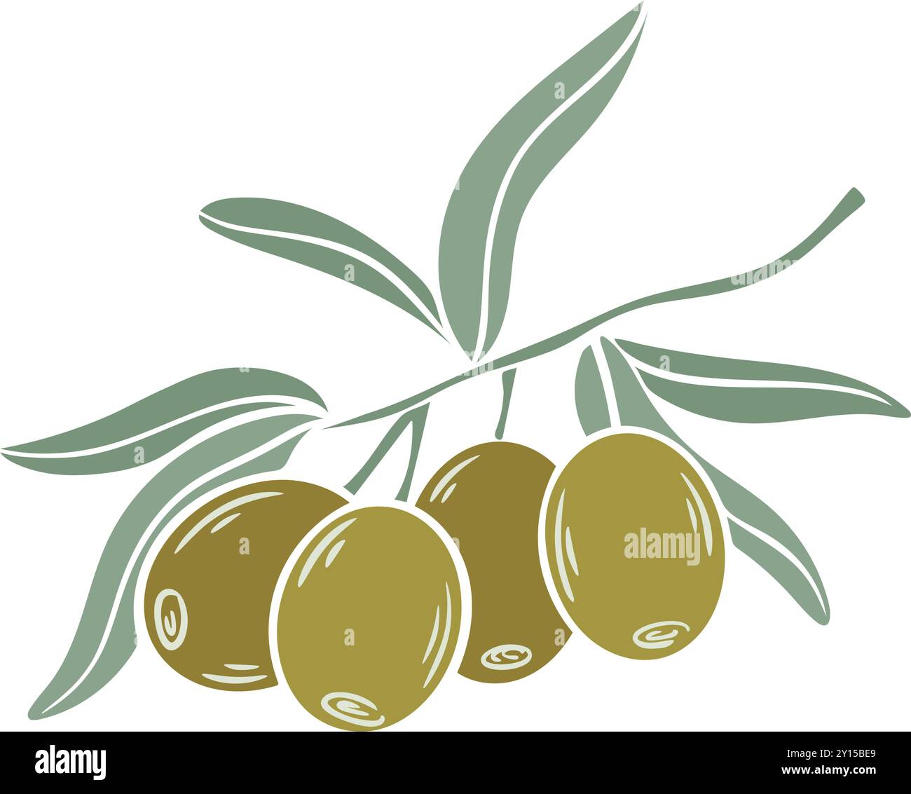 Olives vertes fraîches sur la branche avec des feuilles colorées silhouette. Fruits d'olive mûrs verts simples. Nourriture biologique saine, graphiques vectoriels. Clip art Illustration de Vecteur