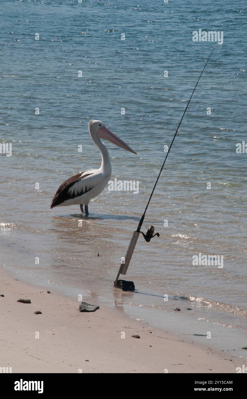 Un pélican australien rejoint des pêcheurs humains à Caloundra, Sunshine Coast, Queensland Banque D'Images