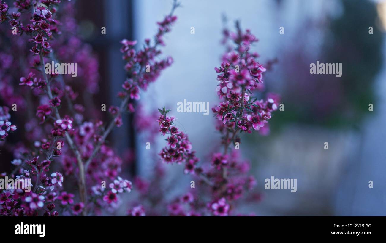 Le magnifique leptospermum scoparium rose fleurit à l'extérieur dans les pouilles, en italie, avec un fond de bleus et de violets doux, capturant l'essence du sout serein Banque D'Images