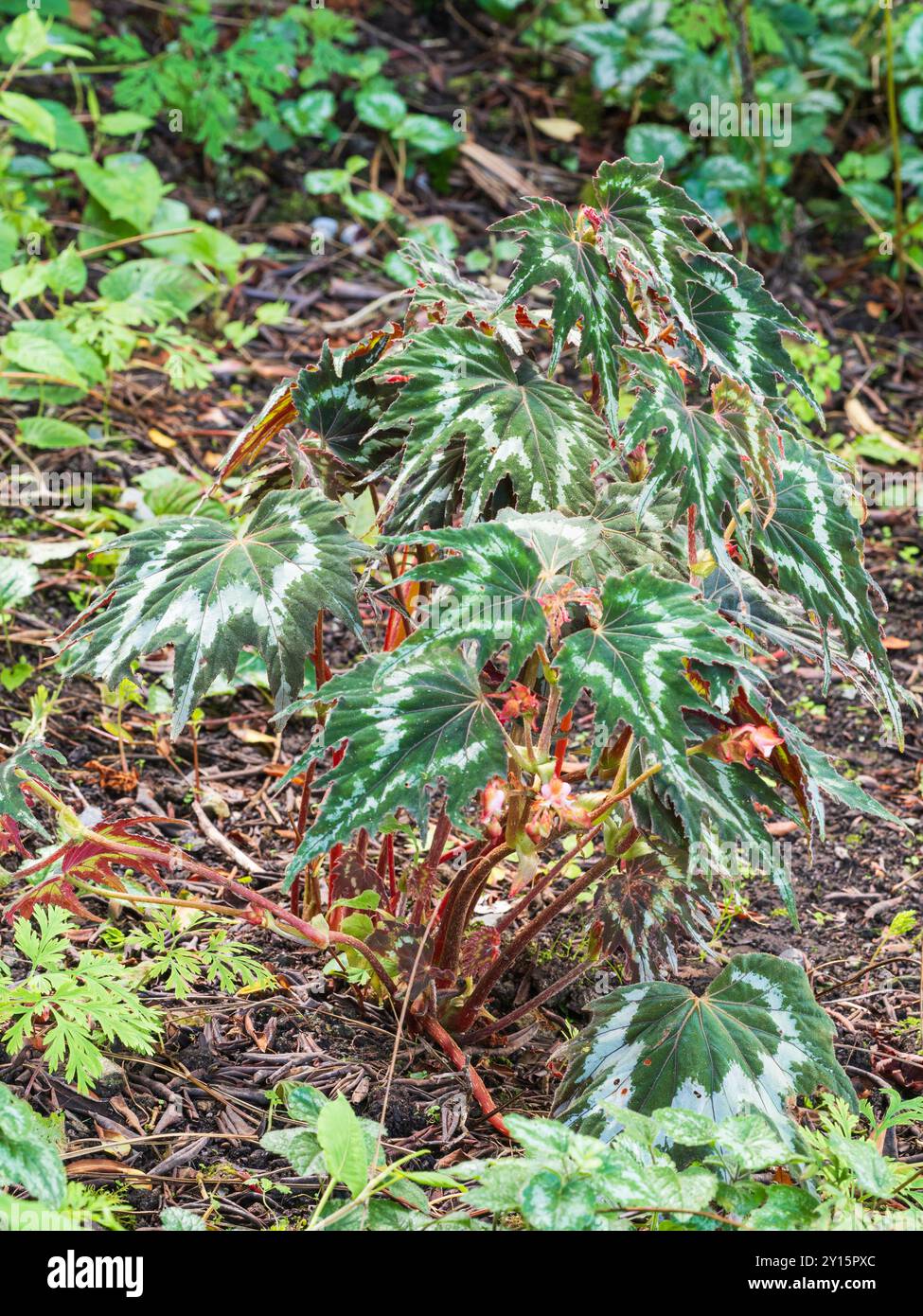 Inserts argentés sur le feuillage mature, vert olive, de Begonia palmata 'Tie Dye', une vivacité éventuellement robuste Banque D'Images