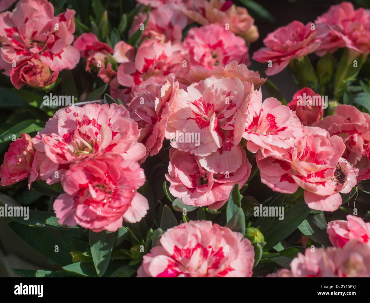 Fleurs d'été roses parfumées plus foncées centrées du rose de jardin compact, Dianthus 'Oscar Pink Star' Banque D'Images