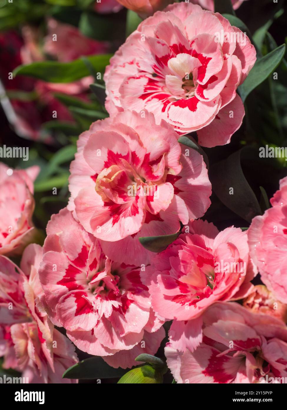 Fleurs d'été roses parfumées plus foncées centrées du rose de jardin compact, Dianthus 'Oscar Pink Star' Banque D'Images